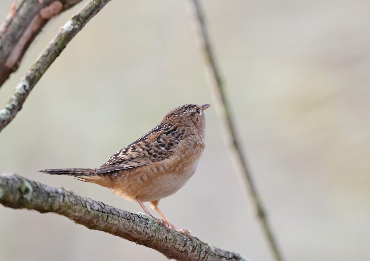Sedge Wren - ML642652068