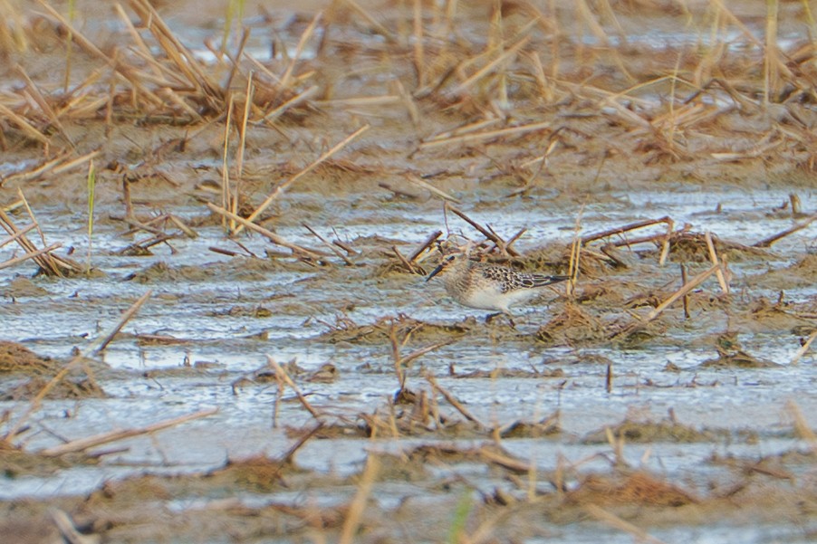 Baird's Sandpiper - ML642652071