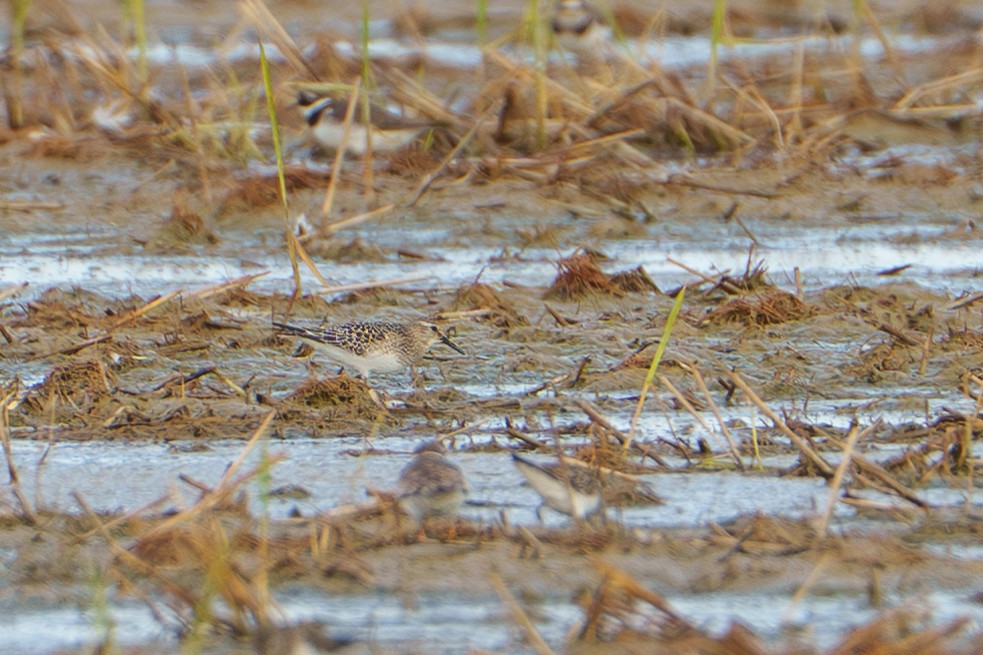 Baird's Sandpiper - ML642652072