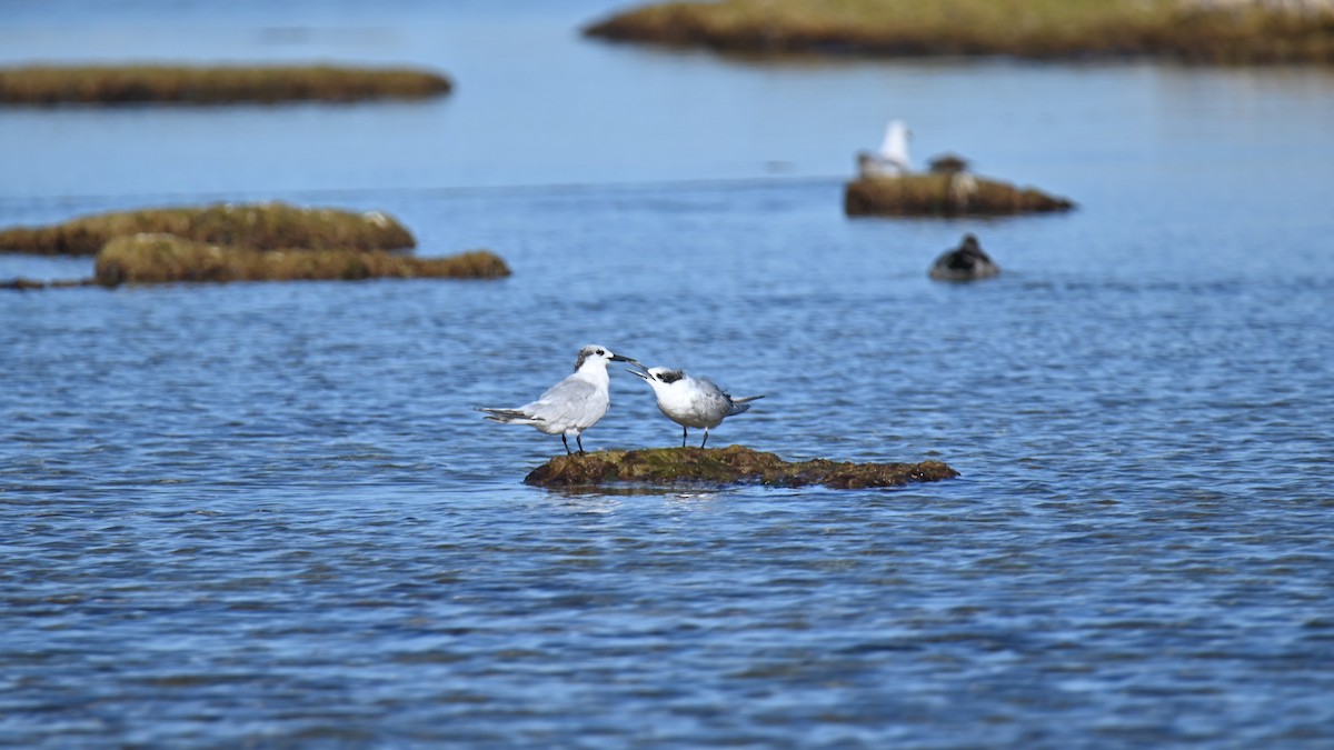 Sandwich Tern - ML642652079
