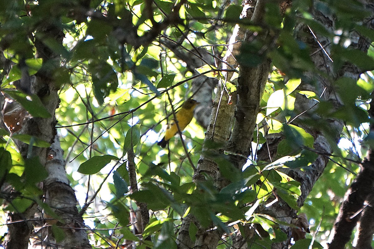 Scarlet Tanager - ML642652093
