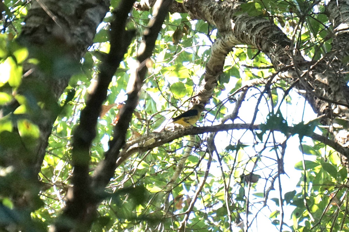 Scarlet Tanager - ML642652094