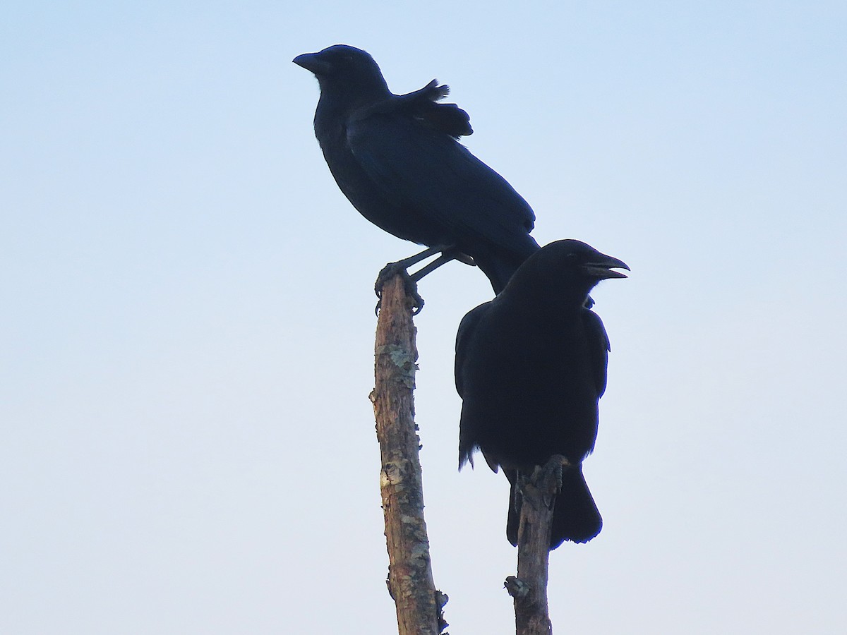 American Crow - ML642652112