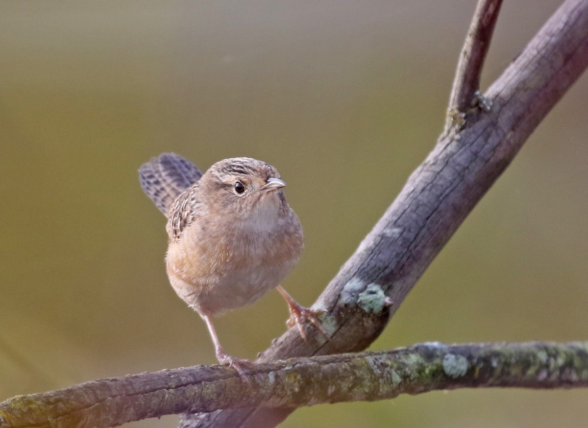 Sedge Wren - ML642652122