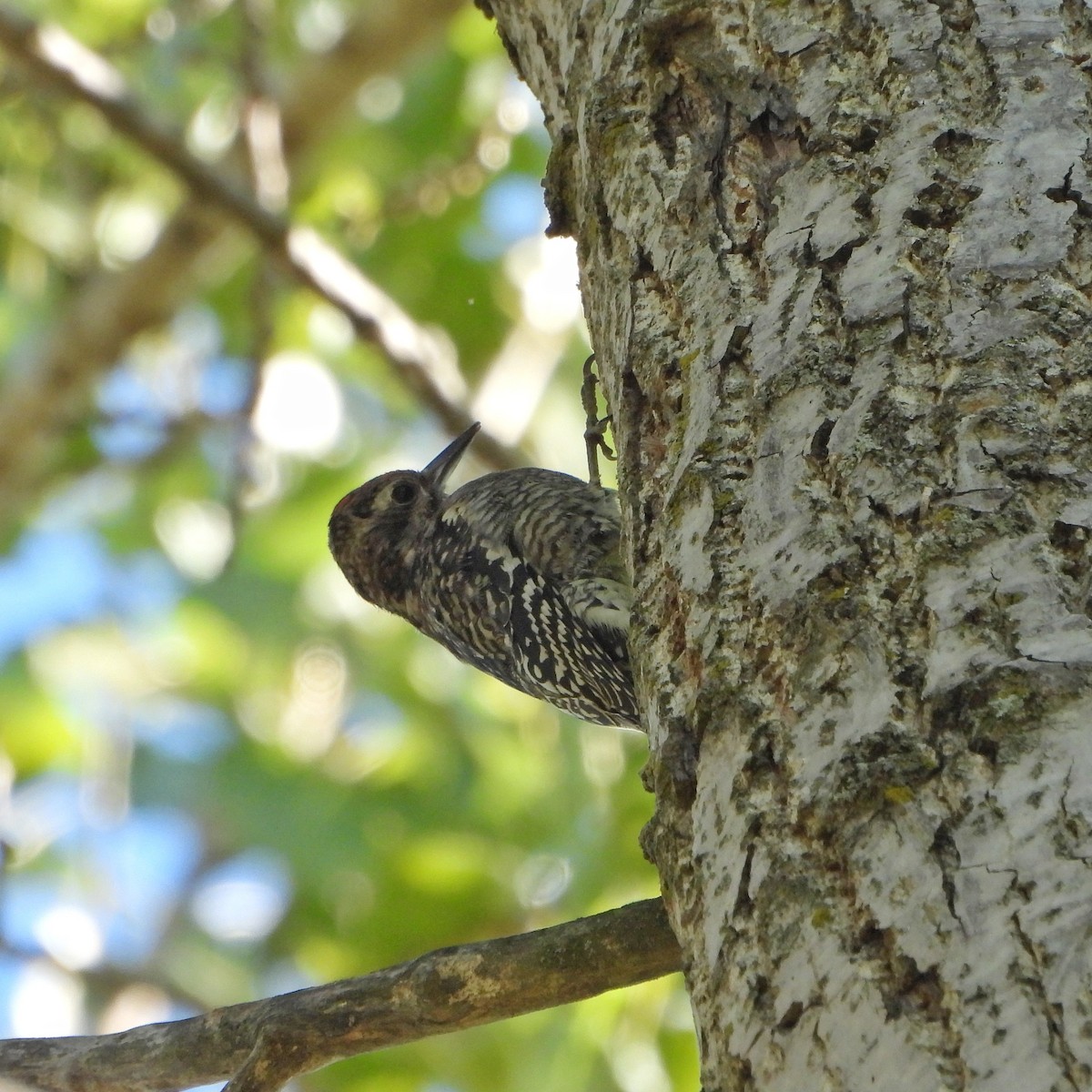 נקר צהוב-בטן - ML642652134