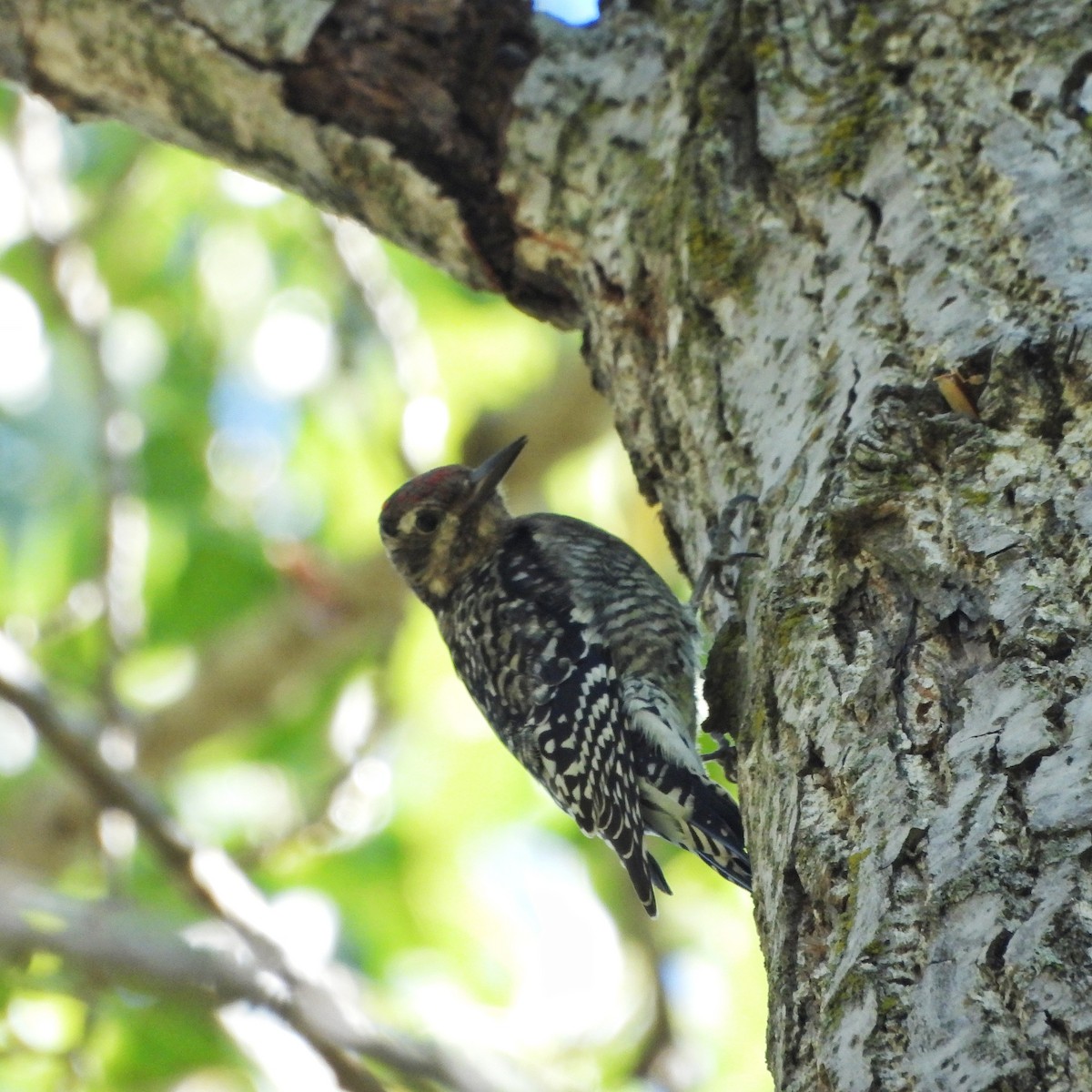 נקר צהוב-בטן - ML642652135