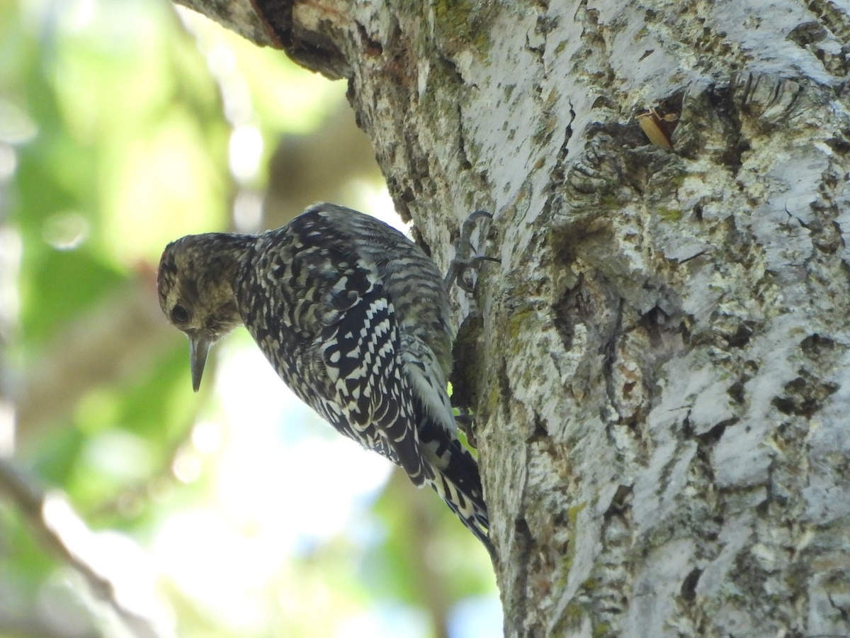 נקר צהוב-בטן - ML642652136