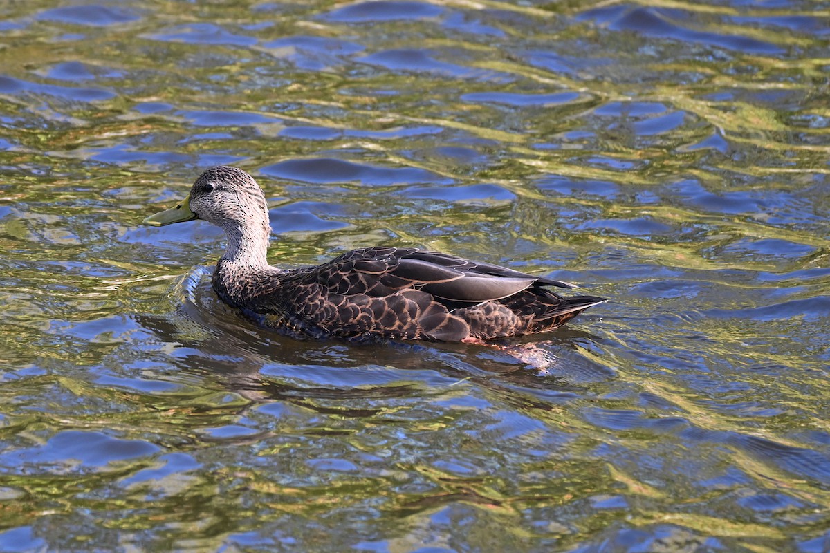 American Black Duck - ML642652139