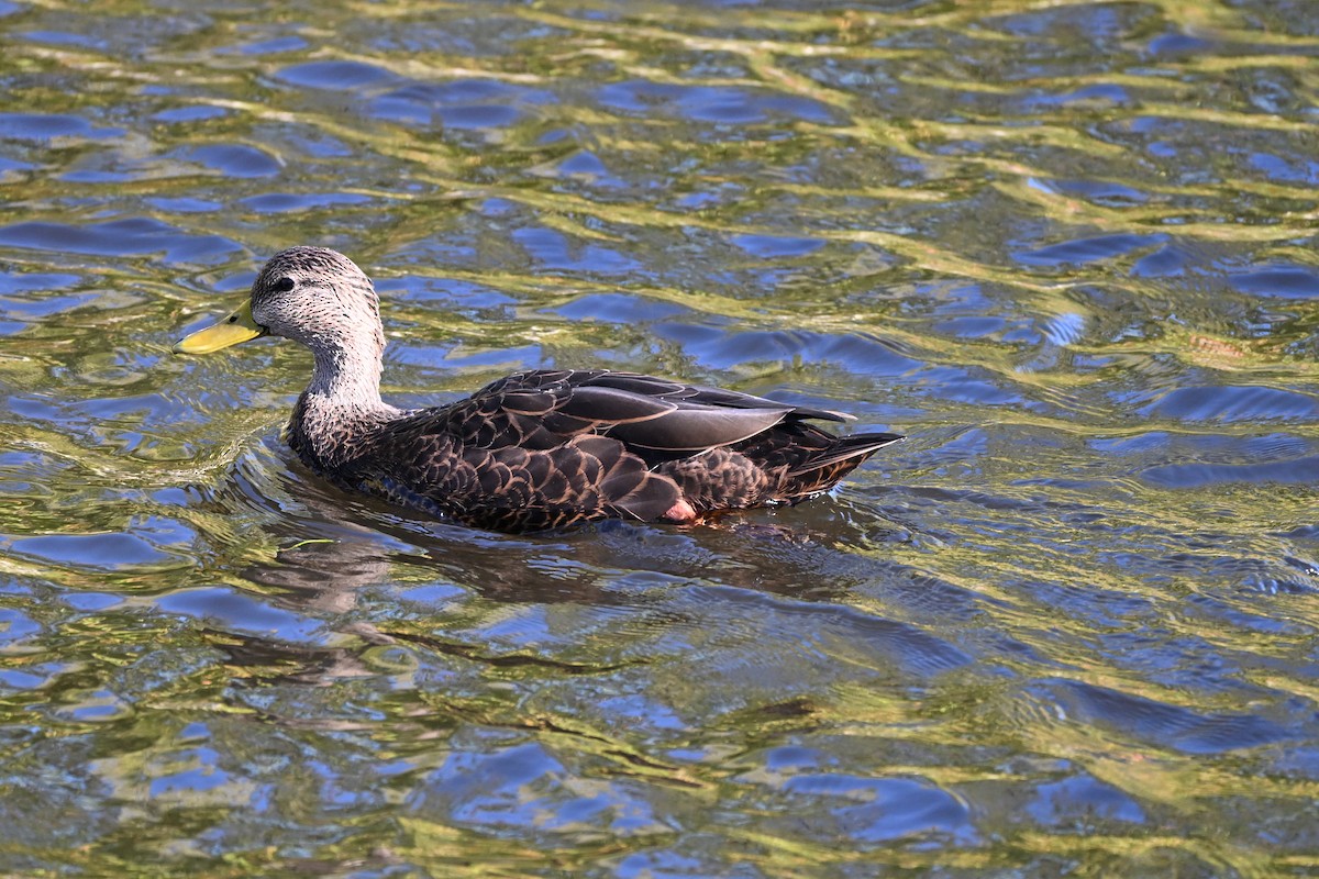 American Black Duck - ML642652140