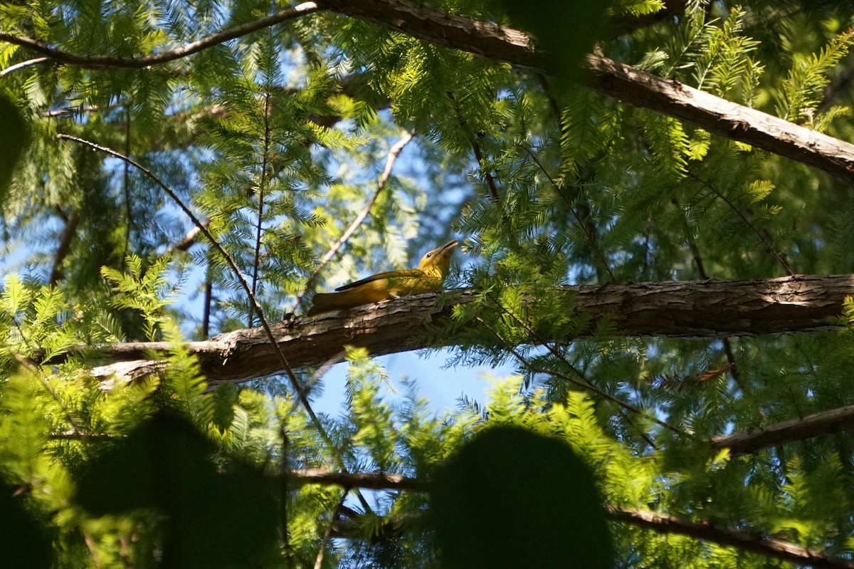 Summer Tanager - ML642652148
