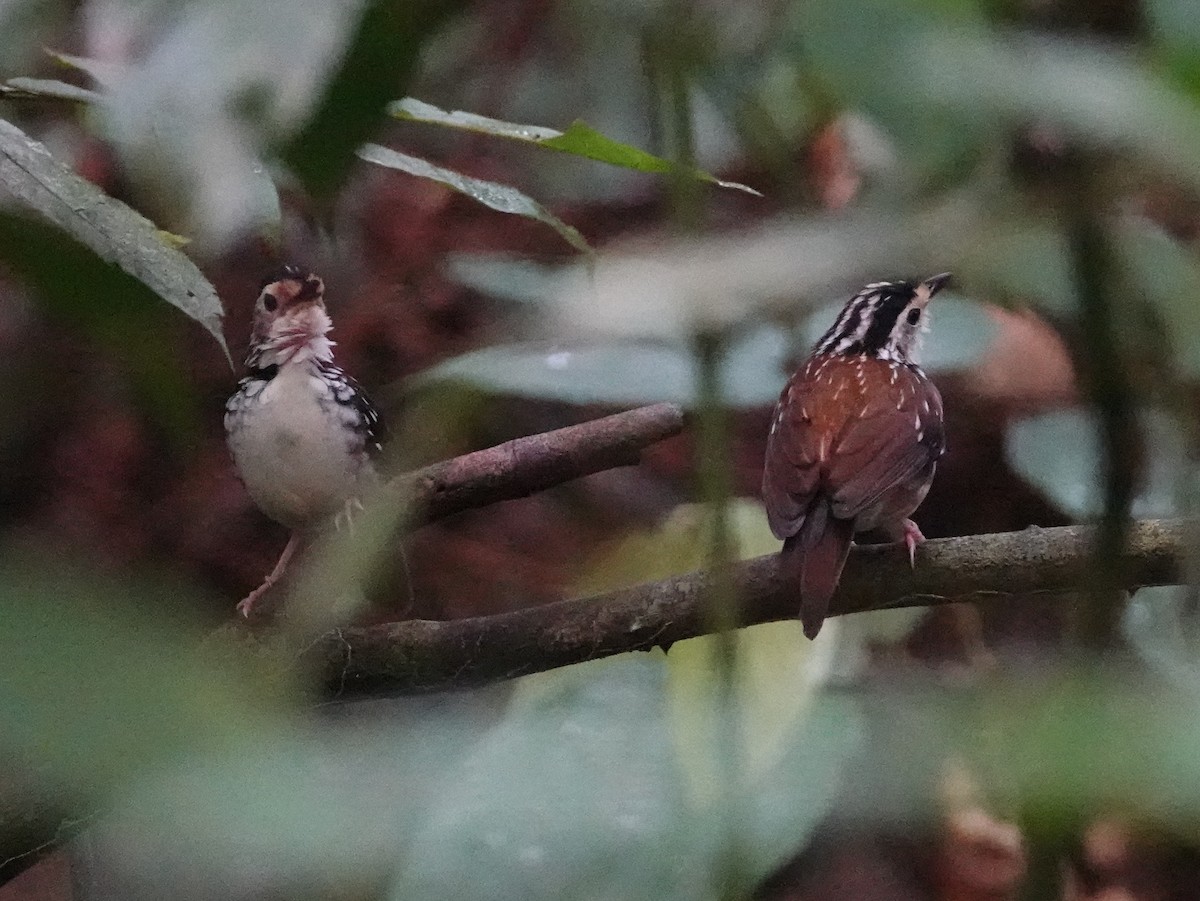 Striped Wren-Babbler - ML642652165