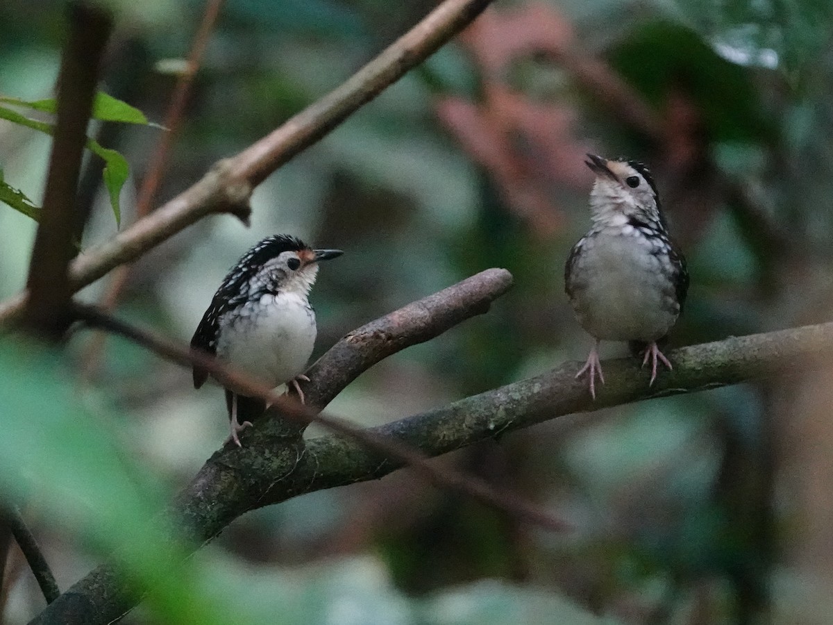 Striped Wren-Babbler - ML642652166