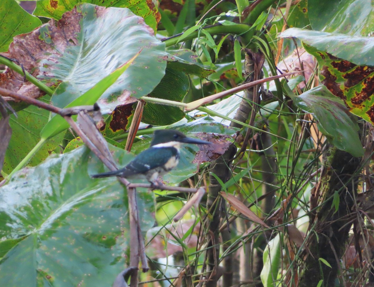 Green Kingfisher - ML642652167