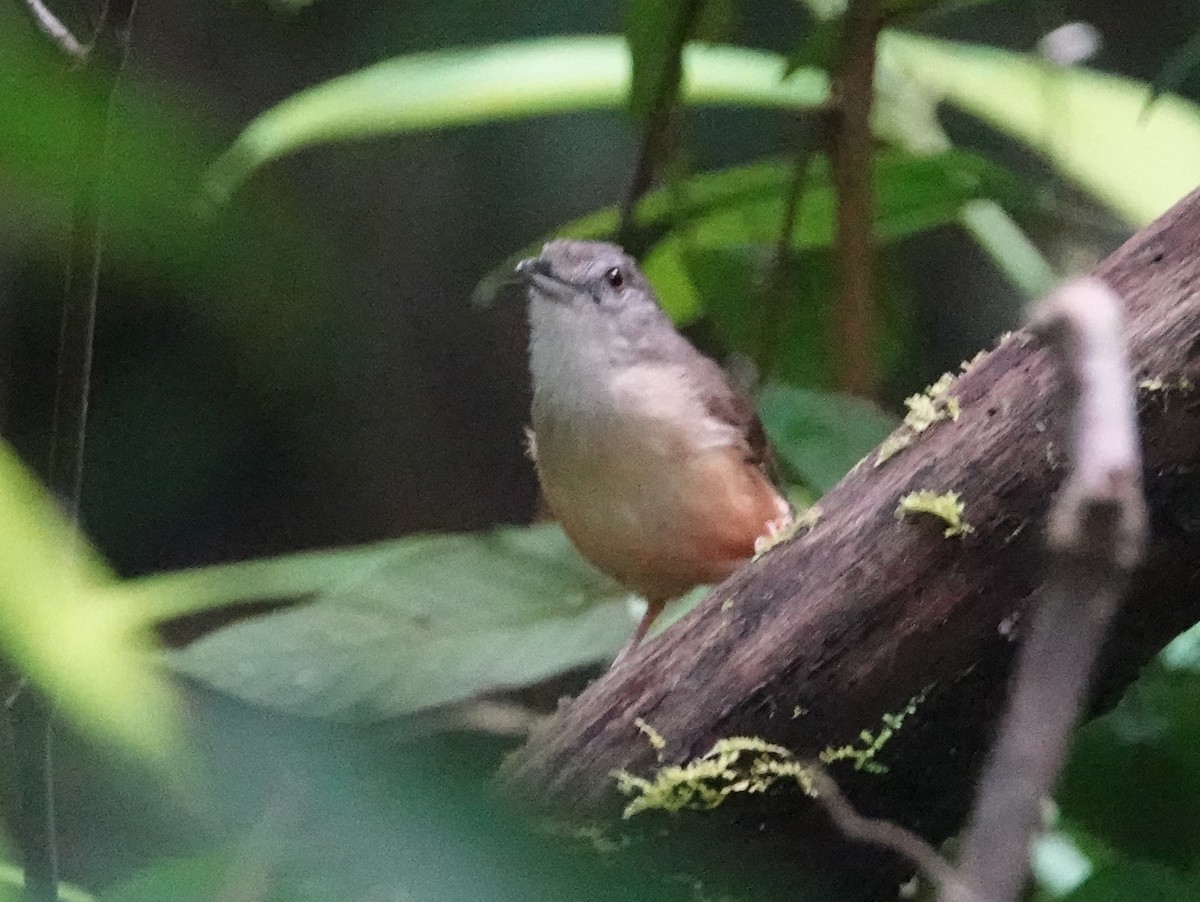 Horsfield's Babbler (Salvadori's) - ML642652172