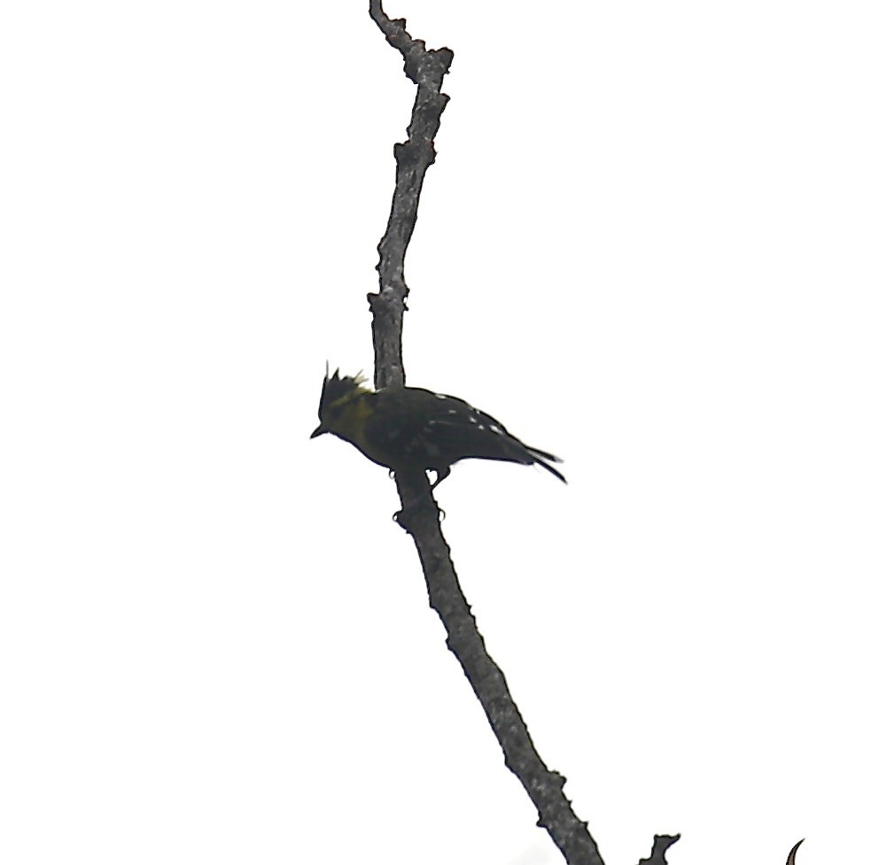Yellow-cheeked Tit - ML642652210