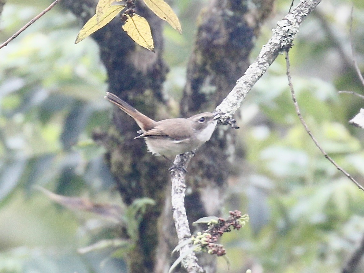 Gray Bushchat - ML642652226