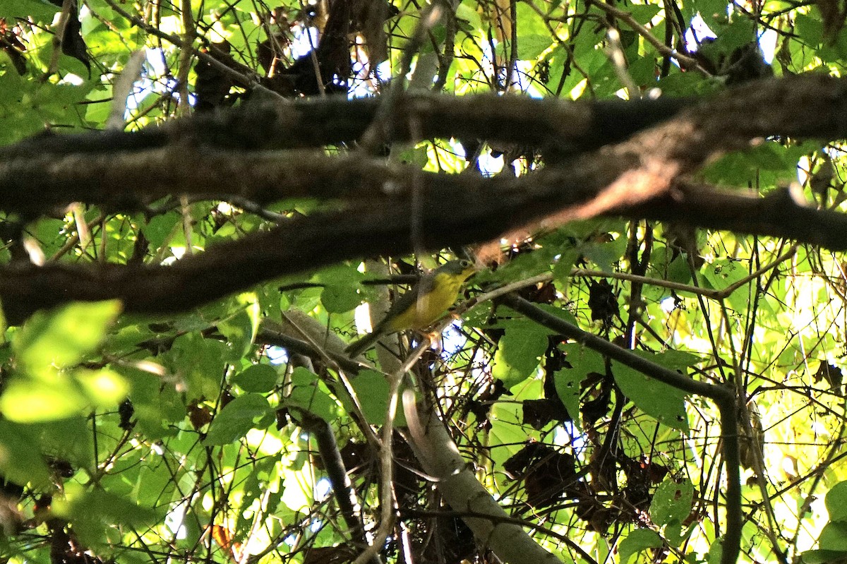 Canada Warbler - ML642652232