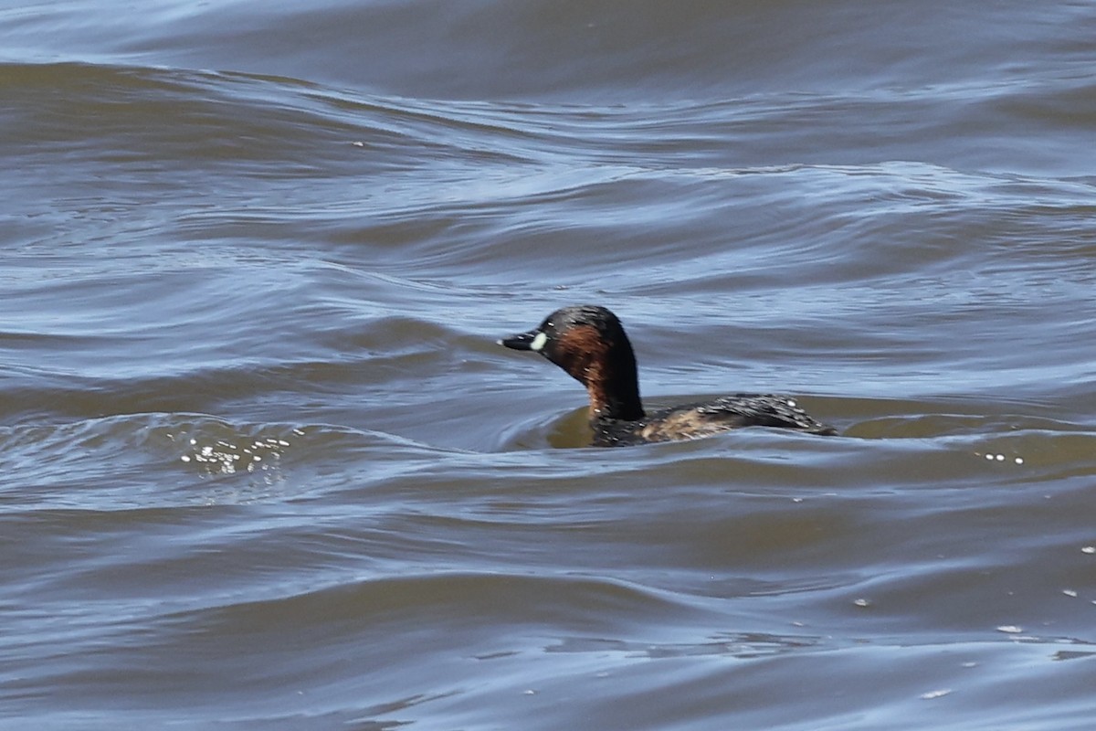 Little Grebe (Little) - ML642652233
