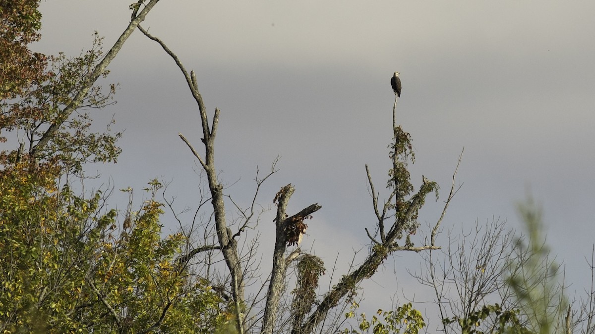 Bald Eagle - ML642652242