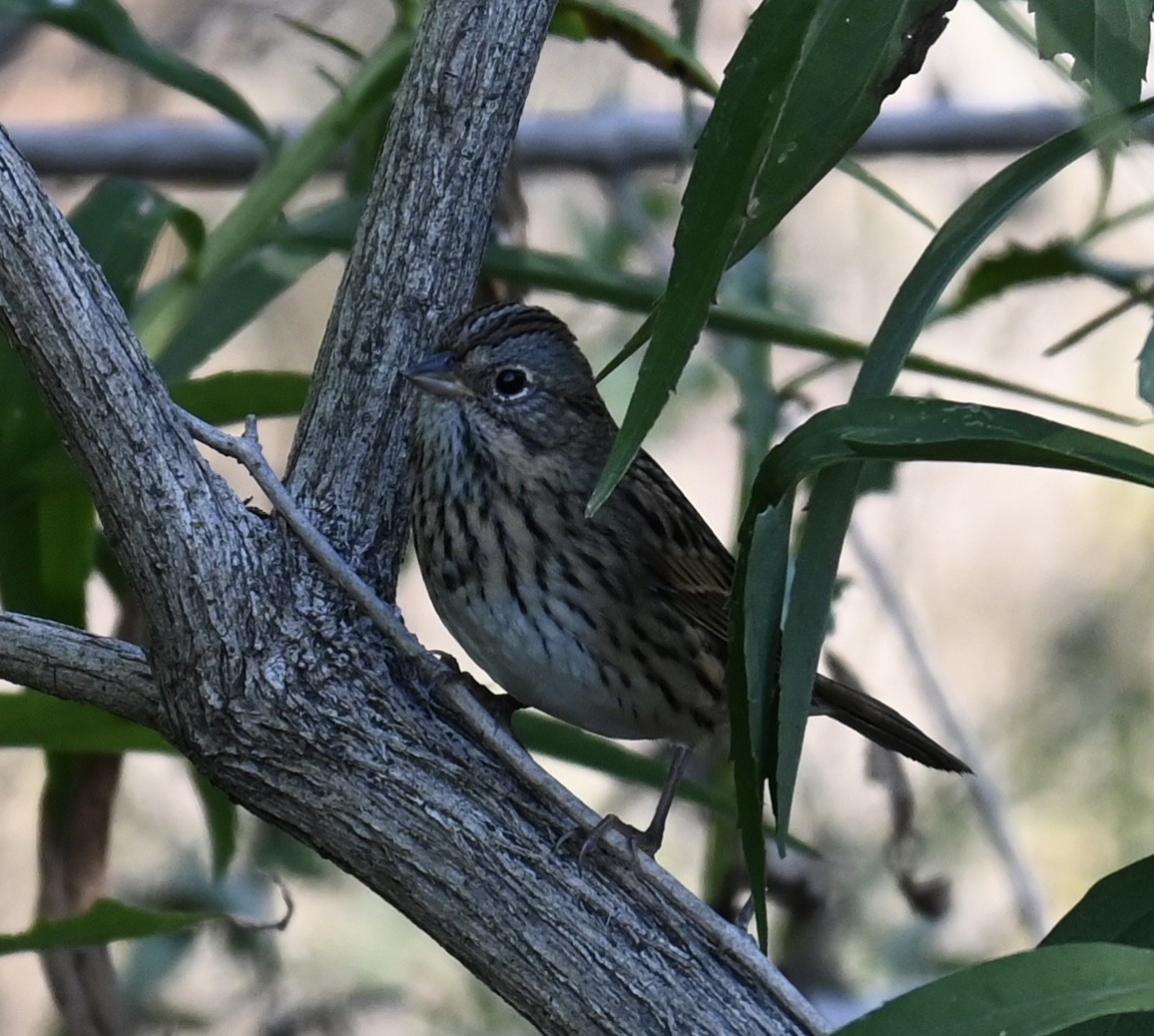 strnadec pruhohlavý - ML642652249