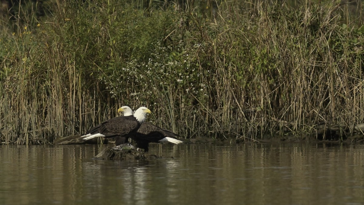 Bald Eagle - ML642652250