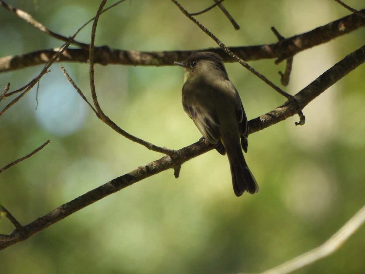 Eastern Phoebe - ML642652256