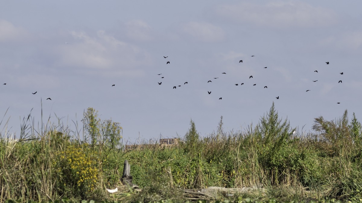 Fish Crow - ML642652275