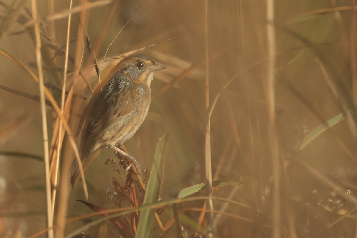 Nelson's Sparrow - ML642652313