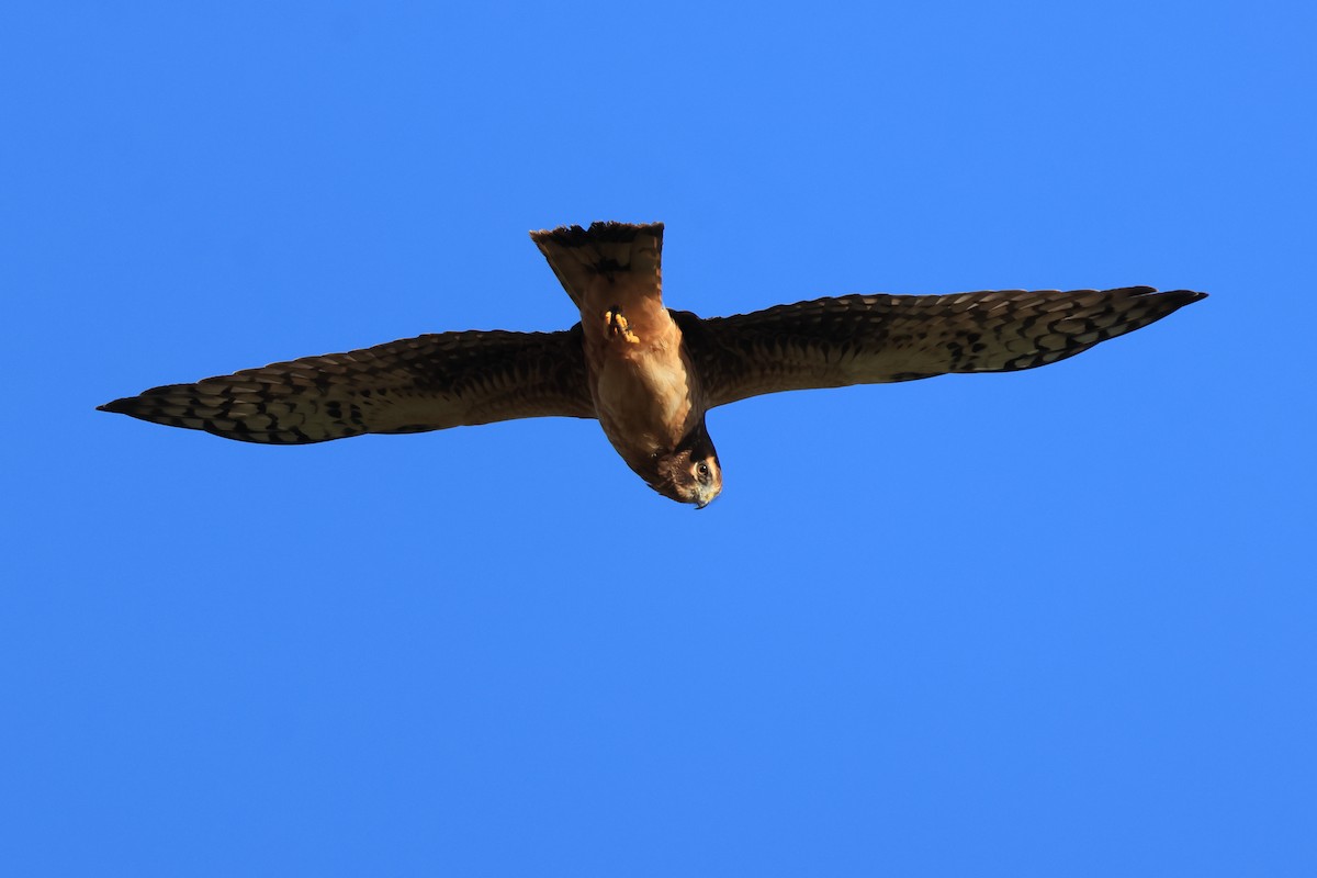 Northern Harrier - ML642652321