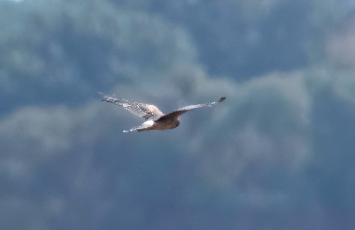 Northern Harrier - ML642652330