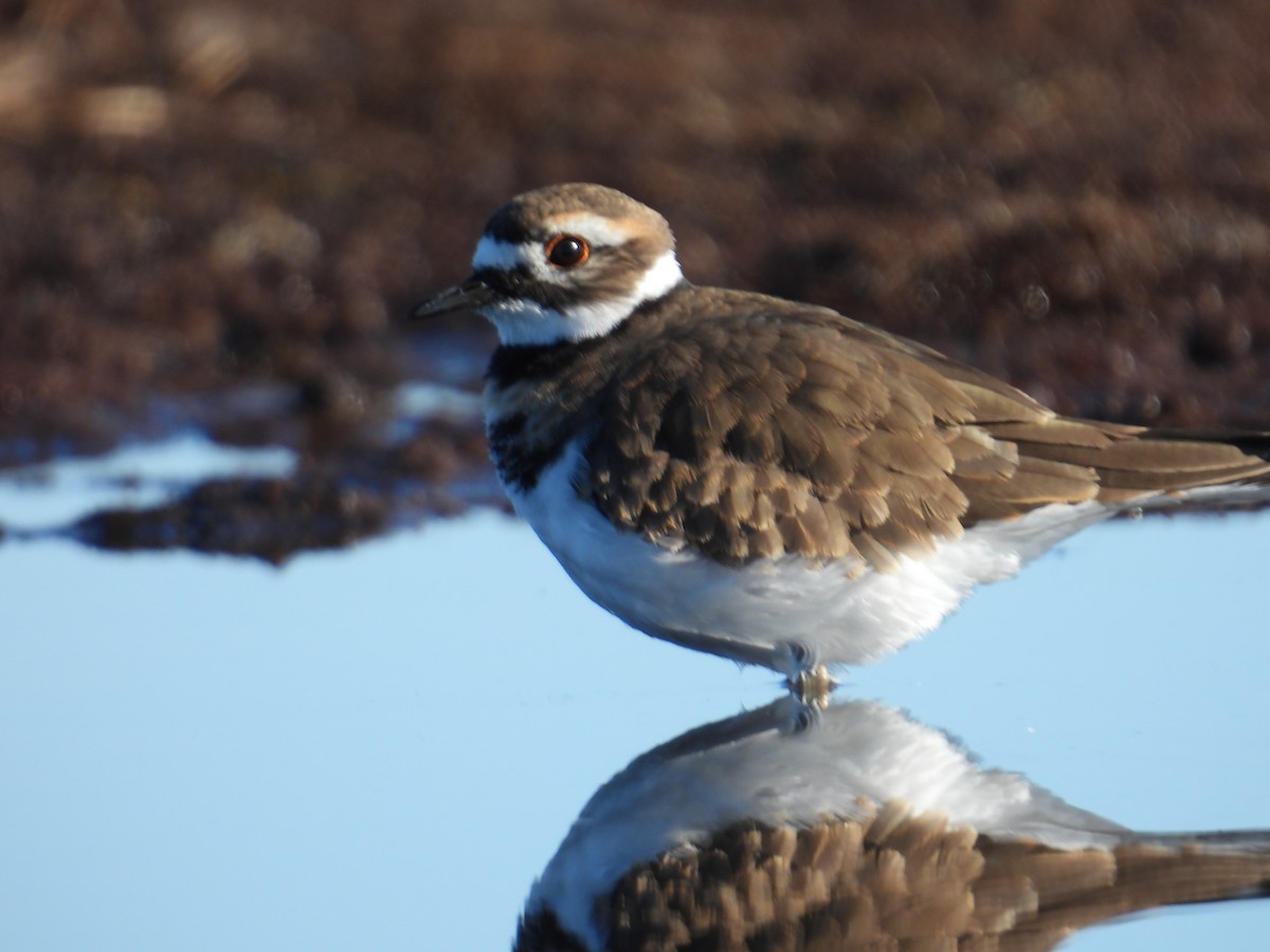 Killdeer - ML642652340