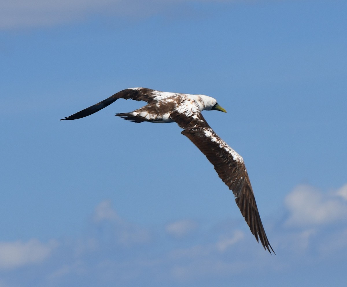 Masked Booby - ML642652357