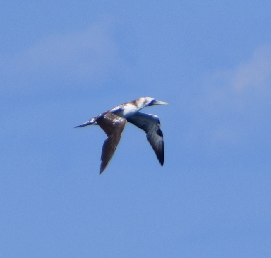 Masked Booby - ML642652358
