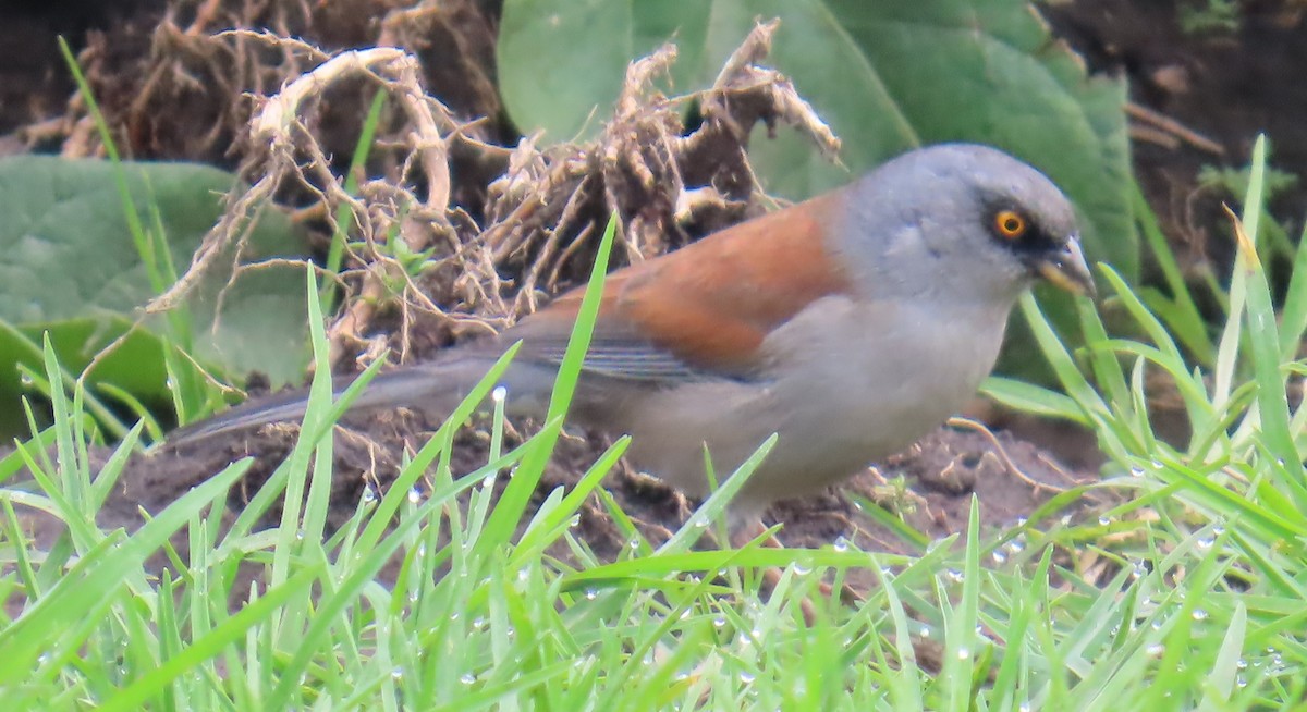 Yellow-eyed Junco (Mexican) - ML642652362