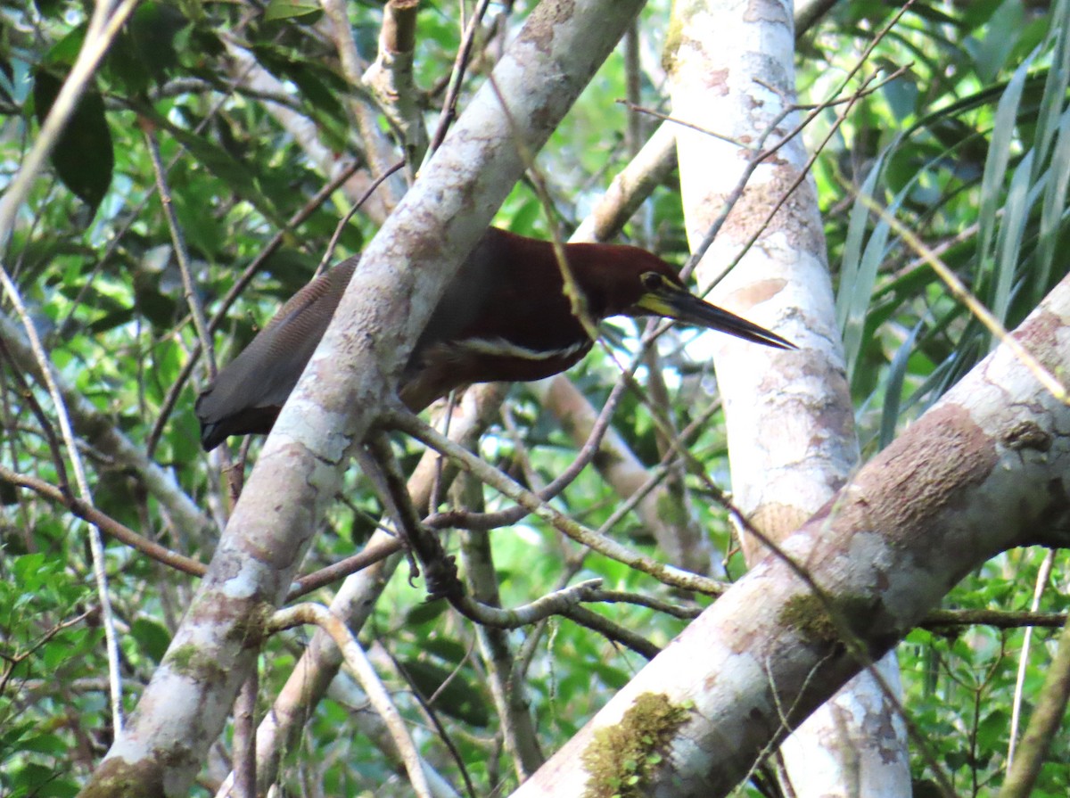 Rufescent Tiger-Heron - ML642652369