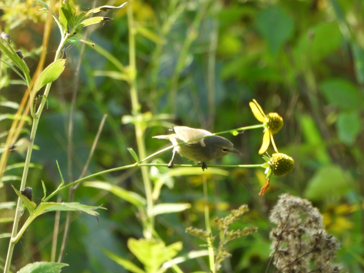 Orange-crowned Warbler - ML642652370