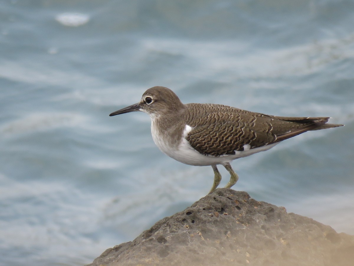 Common Sandpiper - ML642652371