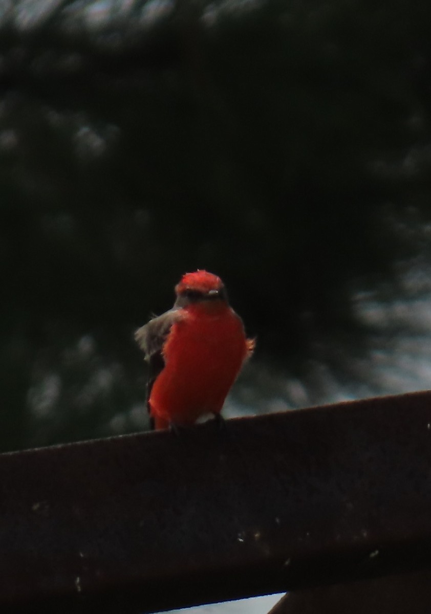 Vermilion Flycatcher - ML642652375