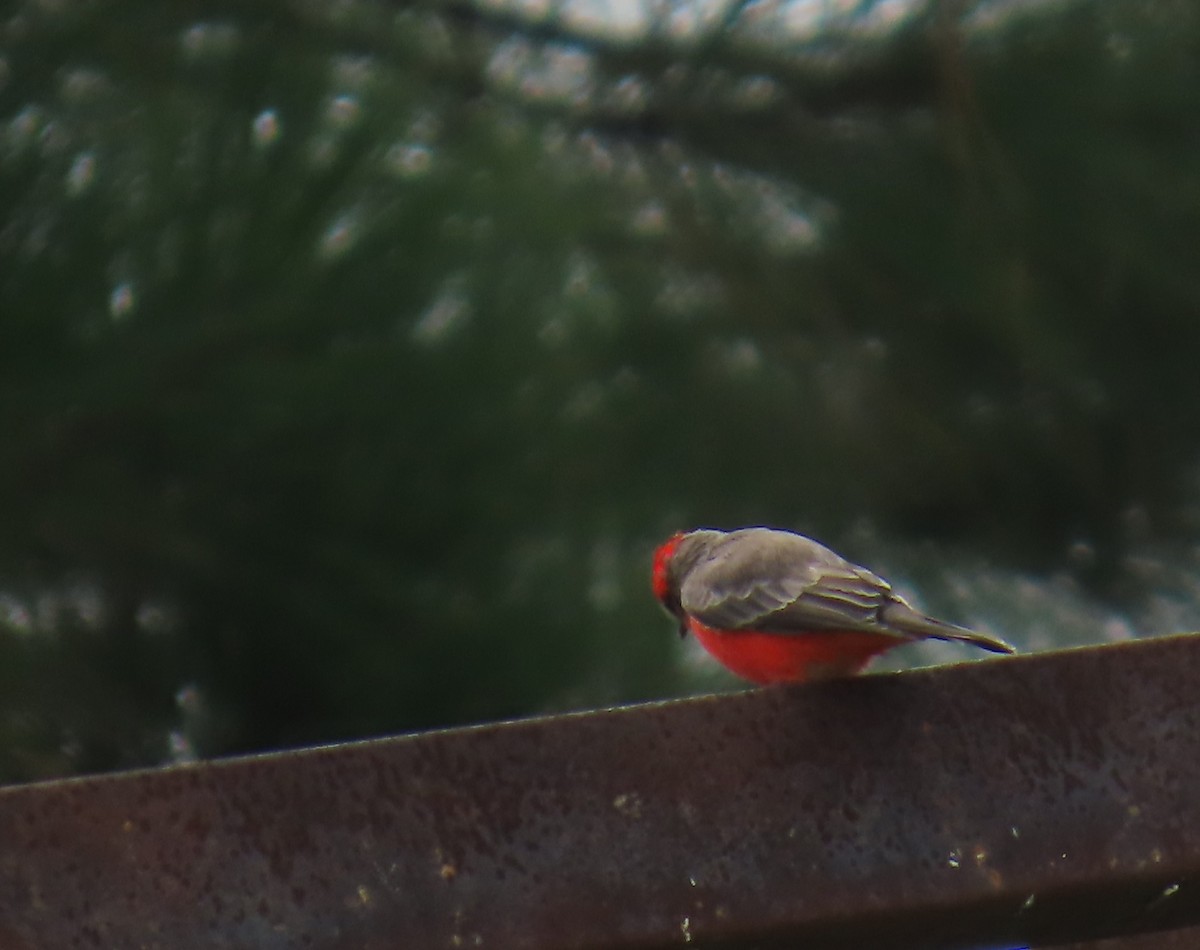 Vermilion Flycatcher - ML642652376