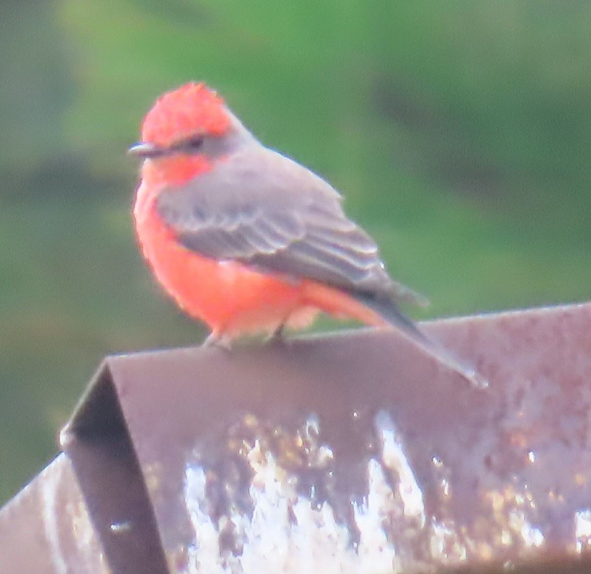 Vermilion Flycatcher - ML642652377