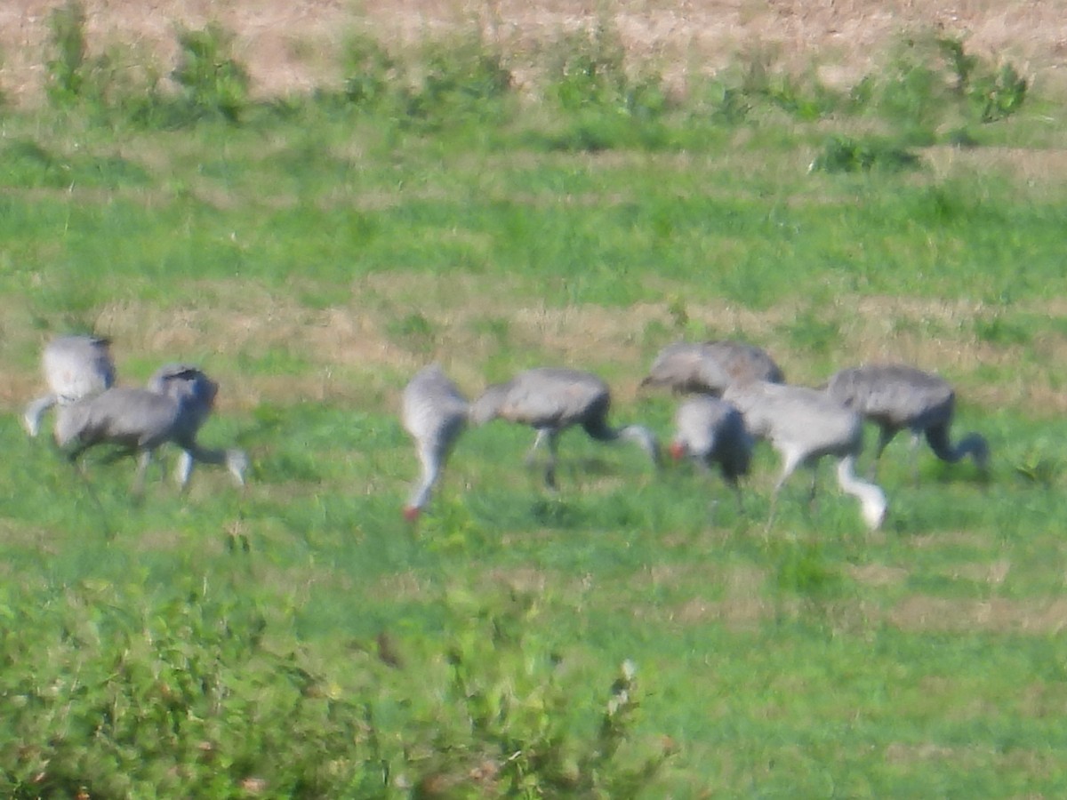 Sandhill Crane - ML642652378