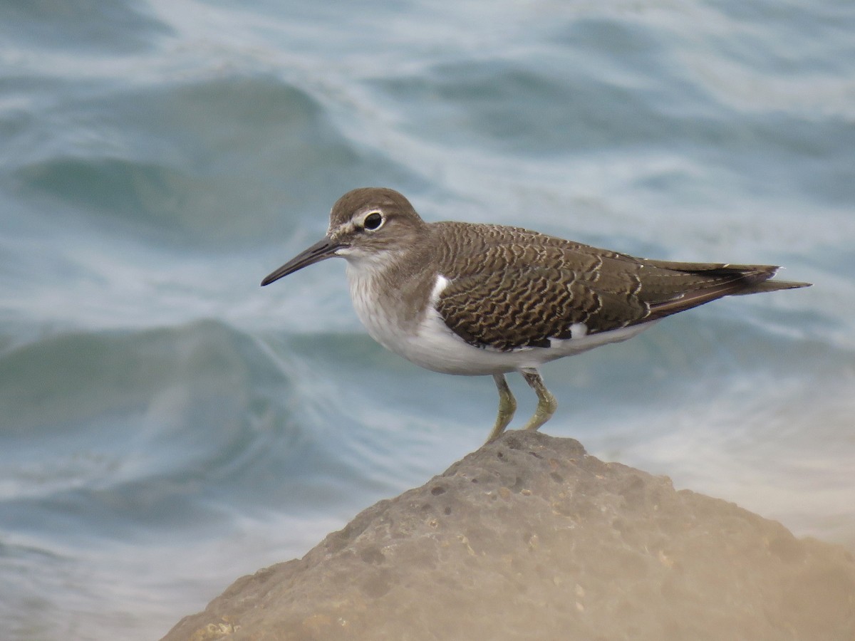 Common Sandpiper - ML642652379