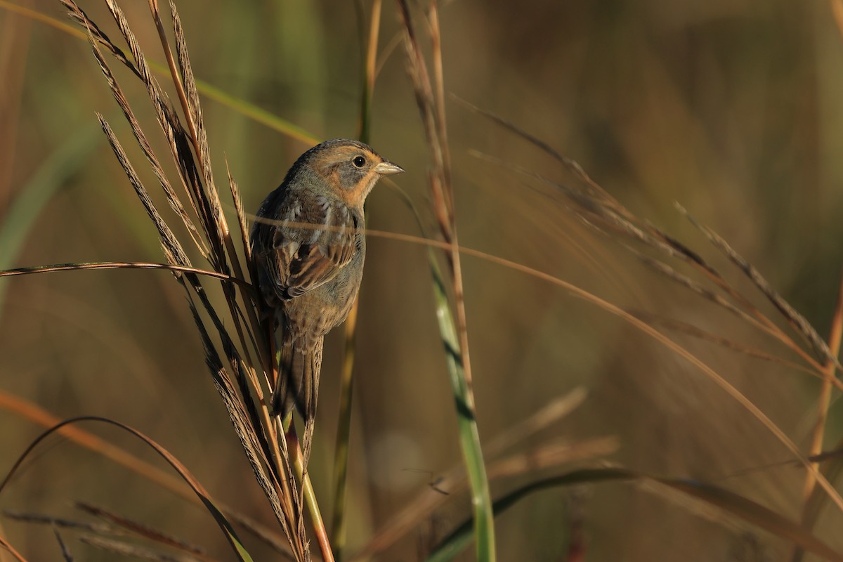 Nelson's Sparrow - ML642652409