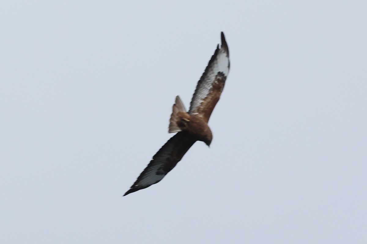 Elgin Buzzard (undescribed form) - ML642652414