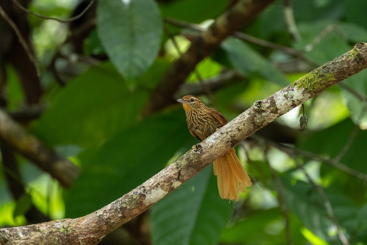 Striated Softtail - ML642652415