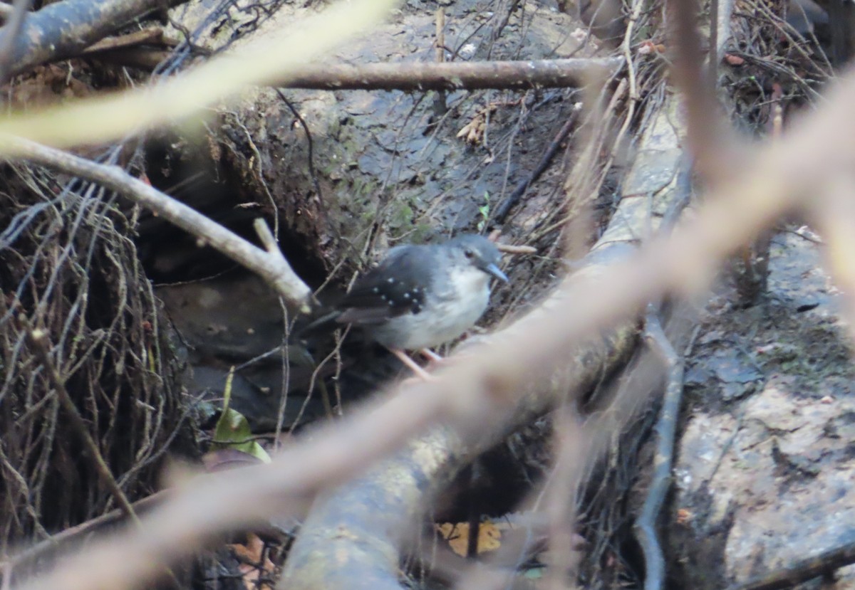 Silvered Antbird - ML642652423
