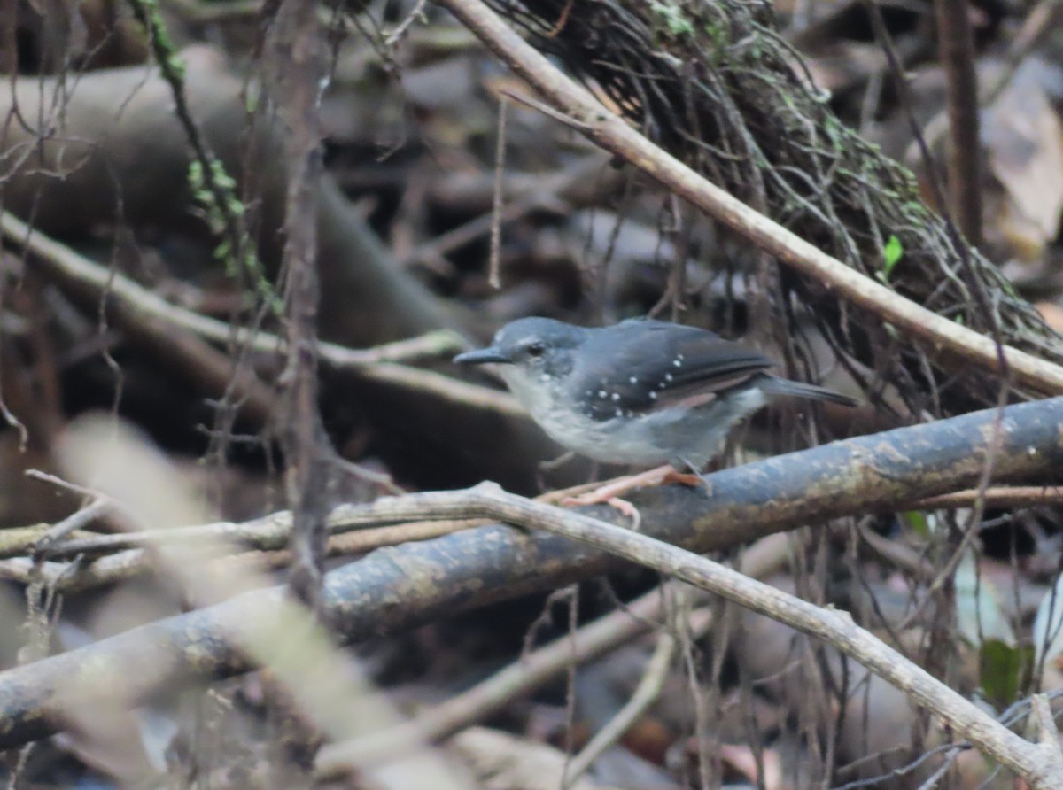 Silvered Antbird - ML642652432