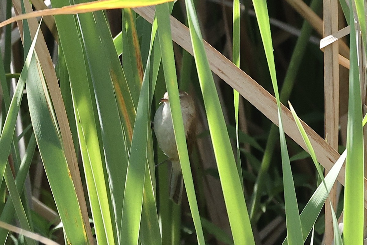 Lesser Swamp Warbler - ML642652443