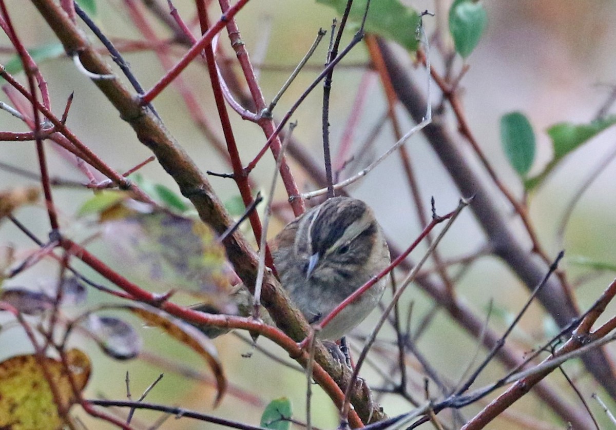 Swamp Sparrow - ML642652454