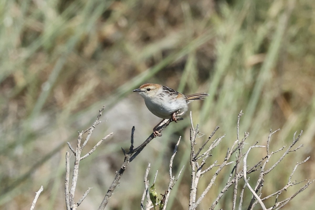 Levaillant's Cisticola - ML642652460